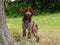 Closeup of the Lagotto Romagnolo. Italian breed of dog.