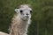 Closeup on a Lama