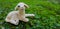 Closeup of a lamb figurine on mossy ground
