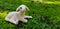 Closeup of a lamb figurine on mossy ground