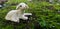 Closeup of a lamb figurine on mossy ground