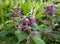 Closeup LAMIUM orvala in garden border