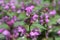 Closeup of Lamium orvala a thorn of large, velvety purple-pink flowers with a hood