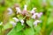 Closeup of Lamium purpureum, known as purple dead-nettle.