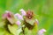 Closeup of Lamium purpureum, known as purple dead-nettle.