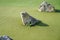 Closeup of the landscape boulders on the artificial grass