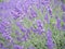 Closeup landscape shot of a lavender plant