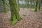 Closeup landscape view of planted trees in a green mysterious forest in nature. Deserted natural woodlands or woods with