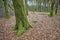 Closeup landscape view of planted trees in a green mysterious forest in nature. Deserted natural woodlands or woods with