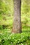 Closeup landscape view of a tree growing in a lush green forest in spring. Deserted natural woodlands or forest with