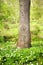 Closeup landscape view of a tree growing in a lush green forest in spring. Deserted natural woodlands or forest with