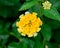 Closeup Lantana Flowers background