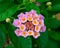 Closeup Lantana Flowers background