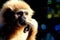 Closeup of a lar gibbon looking ahead into the sunlight, hand under its chin in deep contemplation