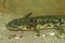 Closeup on a large aquatic larvae of the Barred tiger salamander, Ambystoma mavortium showing it's adult coloration