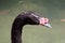 Closeup large black necked swan.