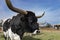 Closeup of large black and white Longhorn bull