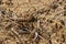 Closeup on a large, black and yellow, ground nesting solitary wasp, Bembix rostrata at the Belgian coast