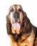 Closeup of Large Bloodhound Dog