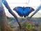 Closeup of a large blue morpho butterfly