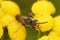 Closeup on the large, brilliant red cleptoparasite blood bee, Sphecodes albilabris sitting on yellow Tansy flower in the