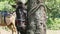 Closeup large brown domestic horse tied to tropical tree resting in forest shadow