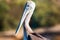 Closeup large brown pelican bird with brown eyes blurred background