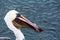 Closeup large brown pelican holding fish in the bill