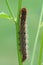 Closeup on the large caterpillar of Oak Eggar moth, Lasiocampa quercus, hanging on a grass straw