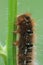 Closeup on the large caterpillar of Oak Eggar moth, Lasiocampa quercus, hanging on a grass straw