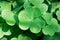 Closeup of large clover leaf with small water drops