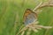 Closeup on the Large copper, Lycaena dispar, sitting with closed wings in the vegetation