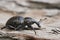 Closeup on a large dark weevil, Liparus germanus, sitting on wood