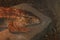 Closeup of large endangered Red tegu lizard , Tupinambis rufescens, in the enclosure in the zoo