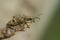 Closeup on a the large European black-spotted longhorn beetle ,Rhagium mordax, sitting on wood