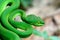 Closeup Large-eyed Green Pit Viper