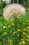 Closeup of a large fluffy flower against the background of green grass and small yellow flowers. Big dandelion.