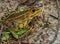 Closeup of a large frog