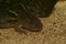 Closeup on a large gilled green to brown larvae of the Barred tiger salamander, Ambystoma mavortium