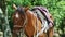 Closeup large ginger domestic horse with handmade rural saddle