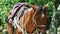 Closeup large ginger domestic horse with handmade rural saddle