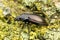 Closeup on a large ground beetle, the Bronze Carabid, Carabus nemoralis