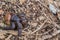 Closeup of a large hermit crab