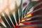 Closeup of large home green plant howea branch leaf with water drops. House interior decoration with houseplant hovea. Soft