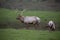 Closeup of large male with five point antlers Tule elk and mate roaming grasslands in Point Reyes