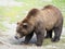 Closeup of a Large Male Grizzly Bear