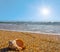 Closeup large marine shell on a sandy sea beach