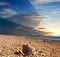 Closeup large marine shell on a sandy sea beach at the sunset