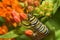 Closeup of a large Monarch butterfly caterpillar feeding on bright orange Butterflyweed