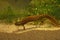 Closeup on the a large orange colored female Danube crested newt, Triturus dobrogicus